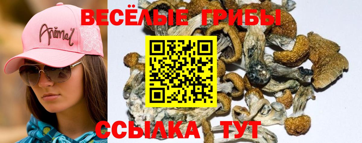 Псилоцибиновые грибы прущие грибы Йошкар-Ола